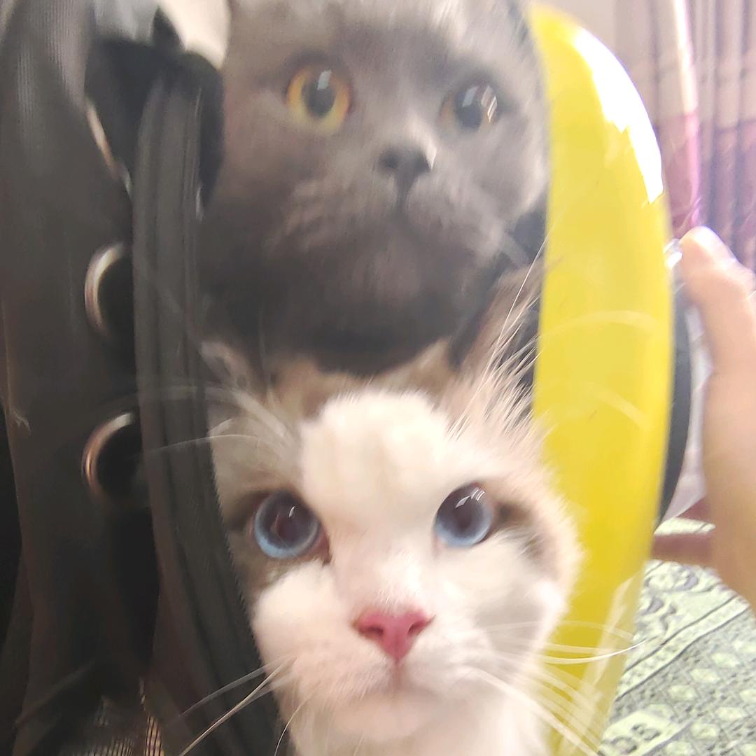 禾鸣制作的猫meme