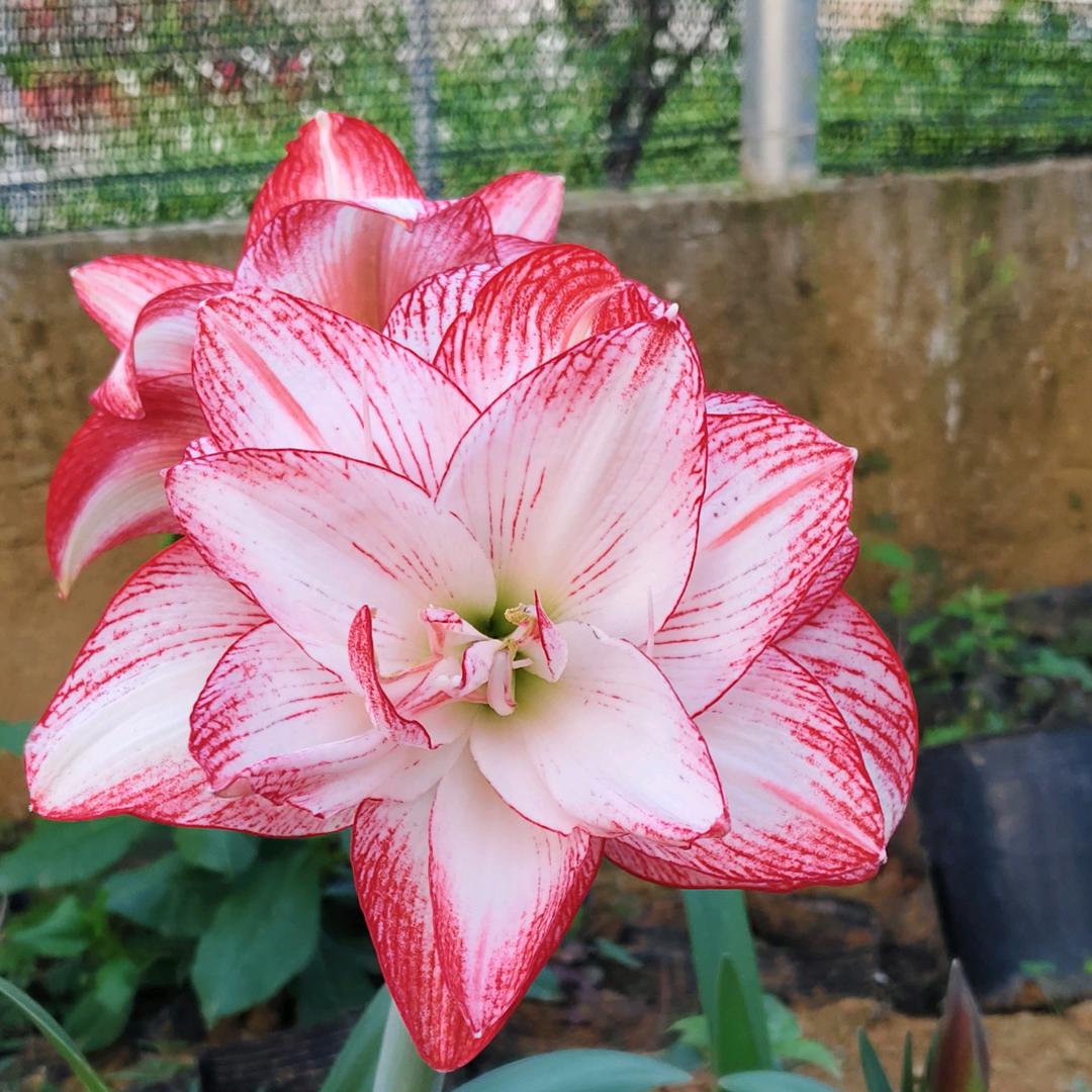 朱顶红竹子花卉