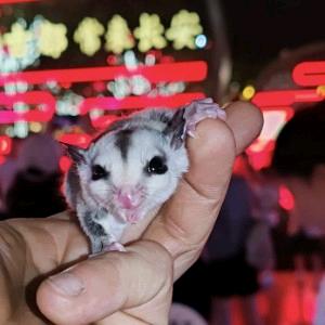 ℋ᭄ꦿ奶  酪家蜜袋鼯ꕥ᭄ꦿ