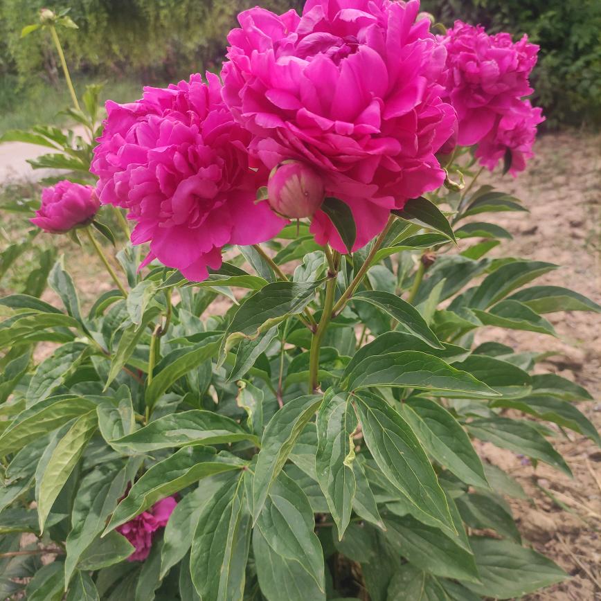 杨芬