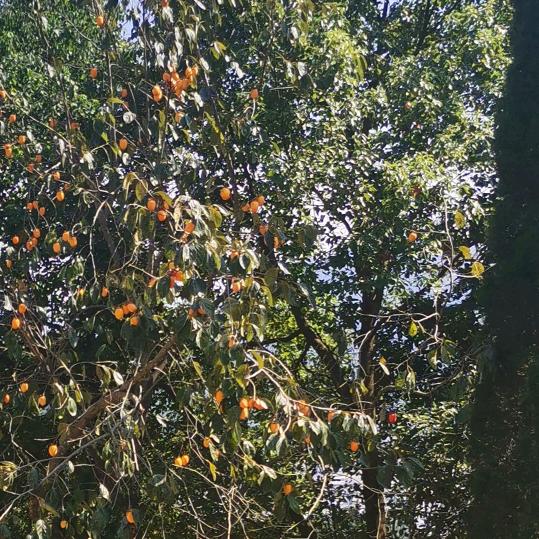 🍎苹果雪梨🍐