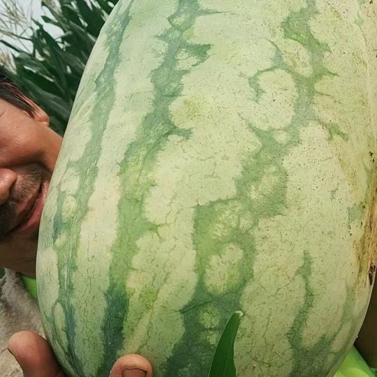 苏田瓜农