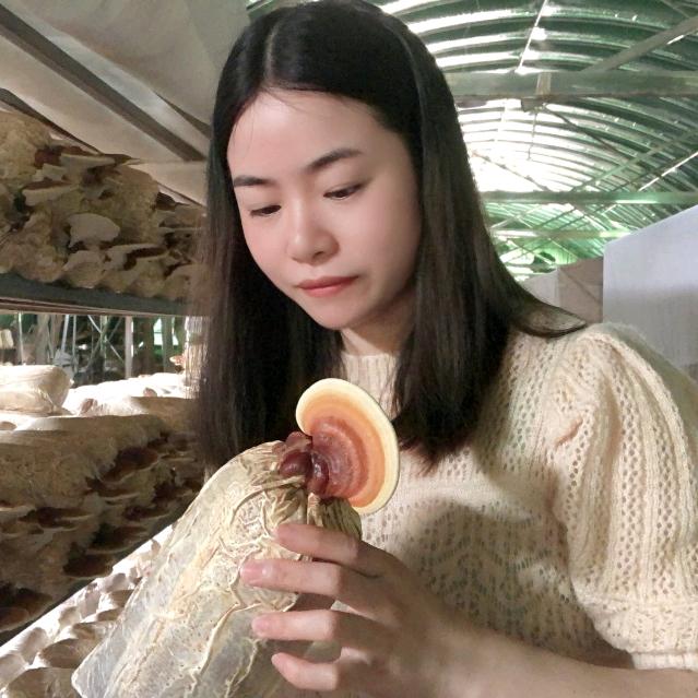 佰芝林灵芝