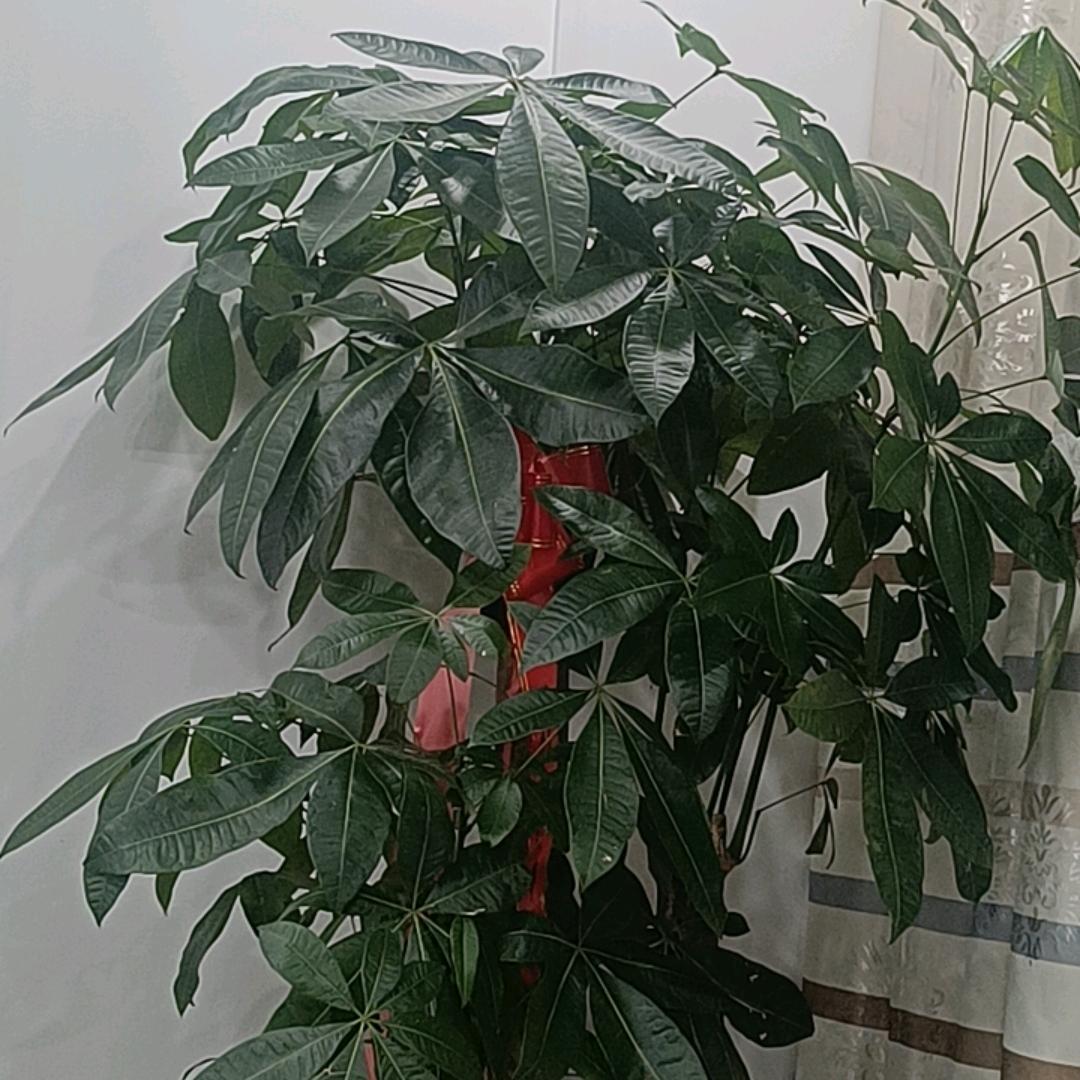 春天