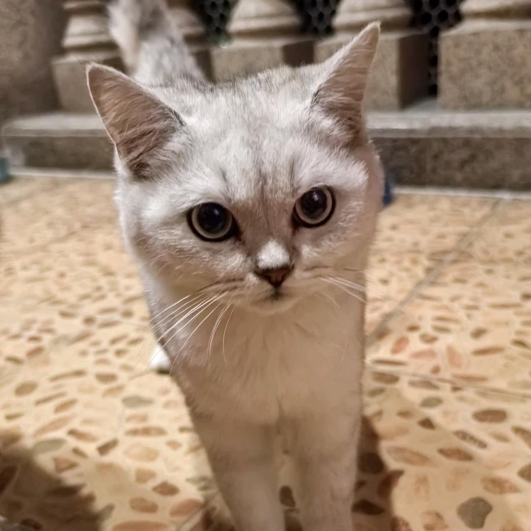 二愣子豆花