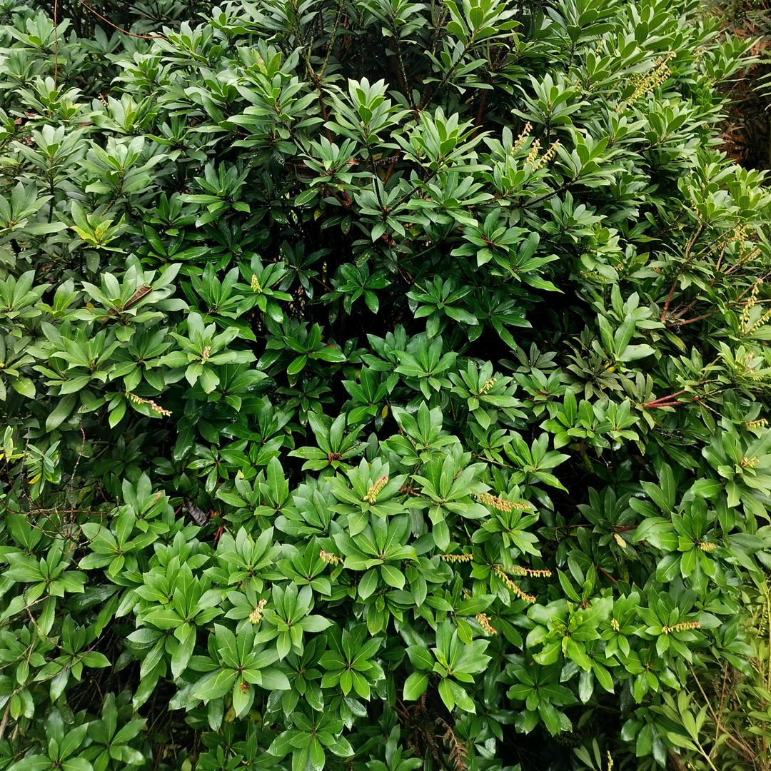 马醉木吊钟花盆栽