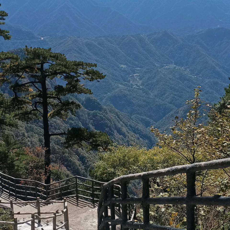 单身贵族