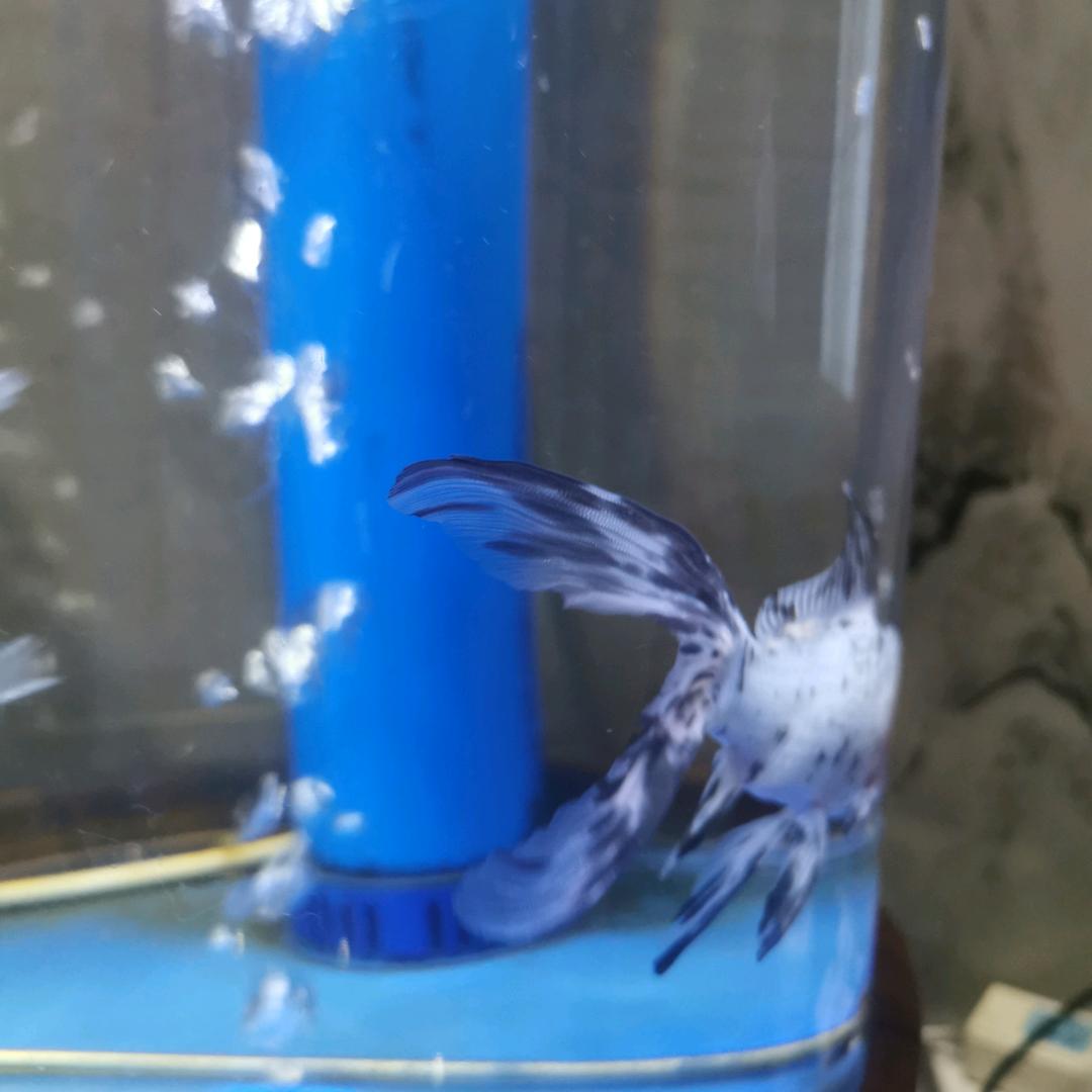 抓坏人
