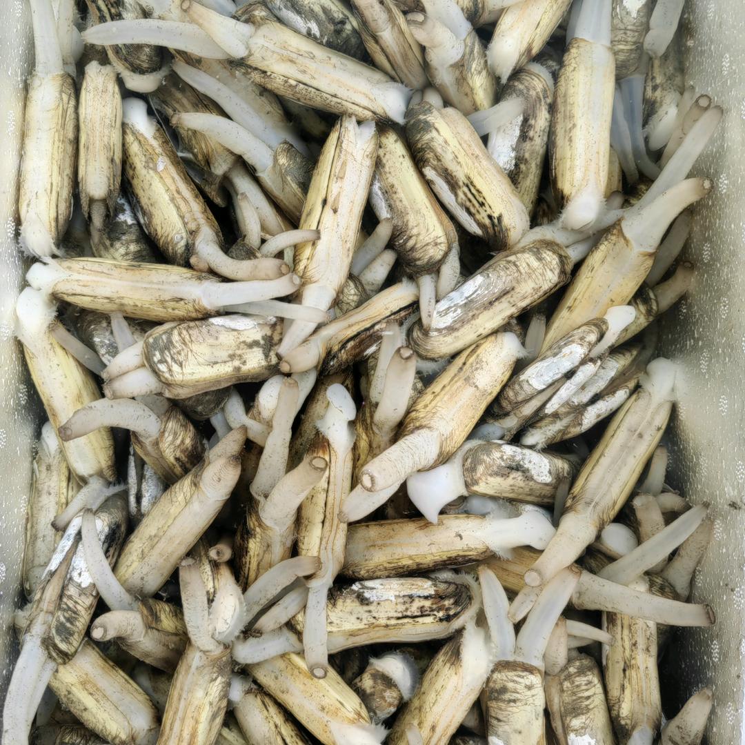 蛏子批发
