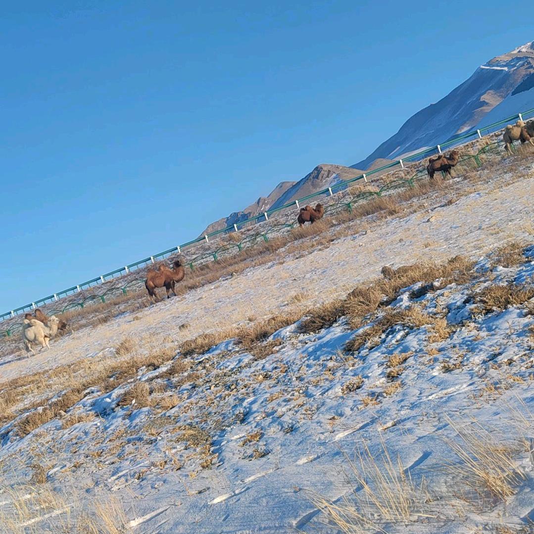 不起眼小草芽，