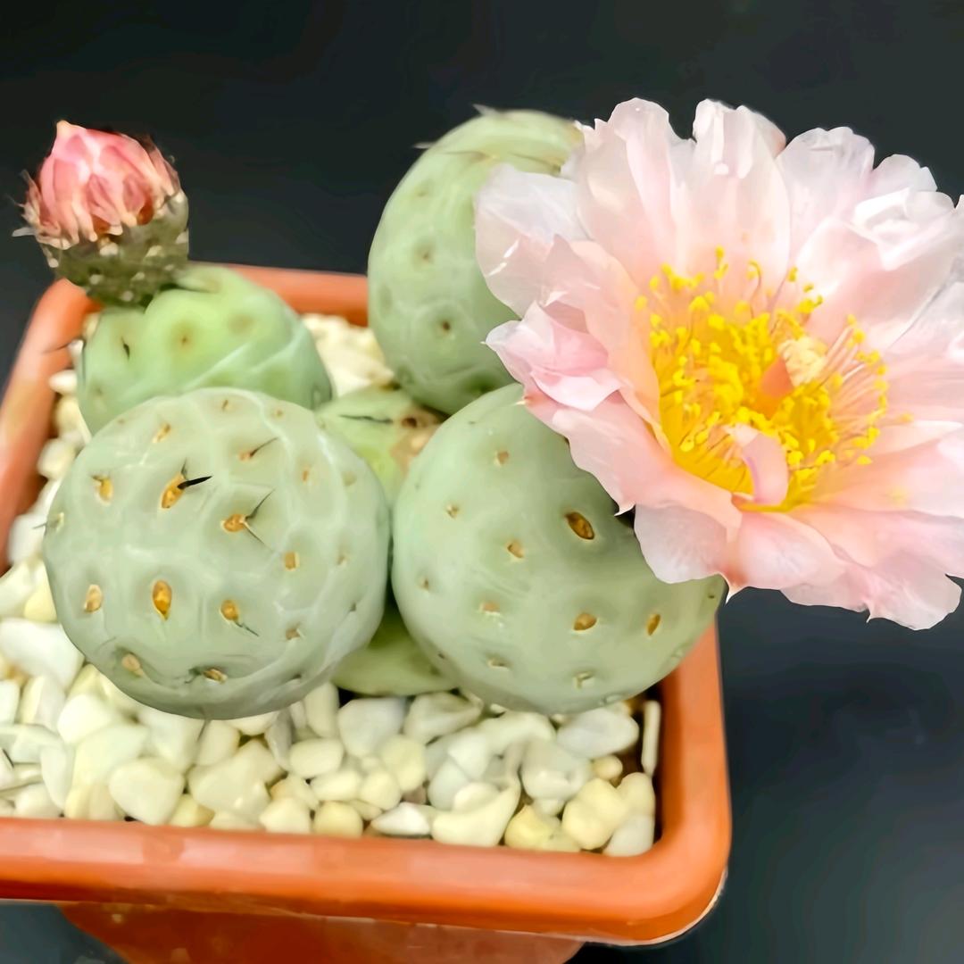 花香阁