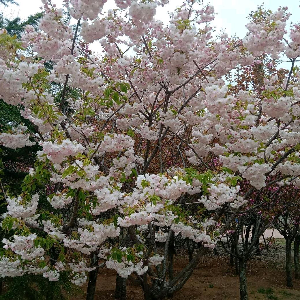 《晨晨