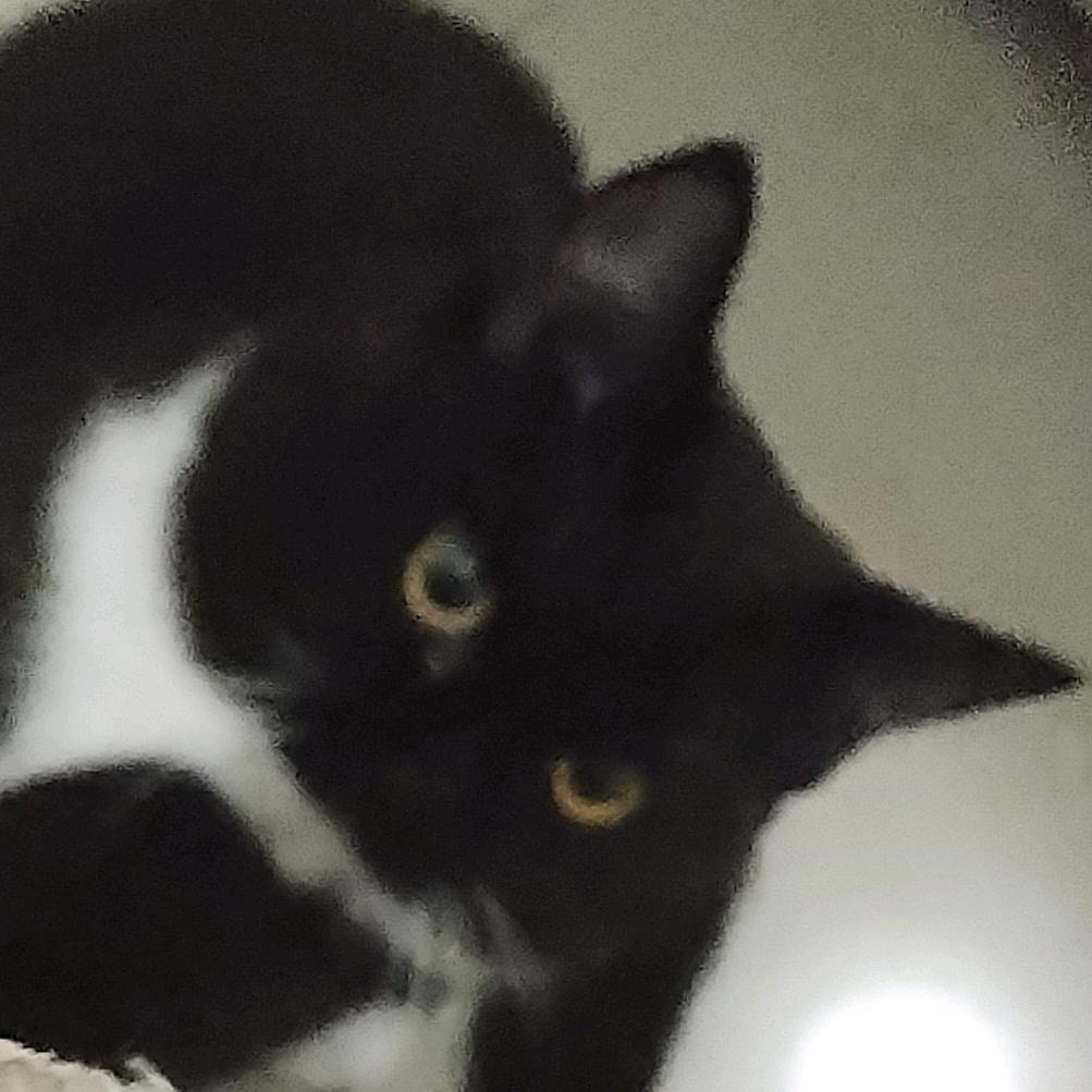 裴西西