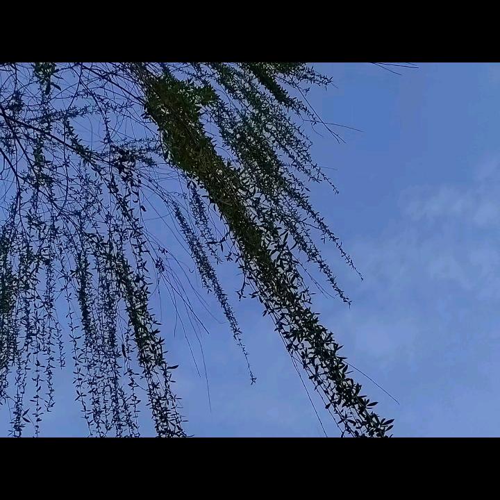 随梦而飞
