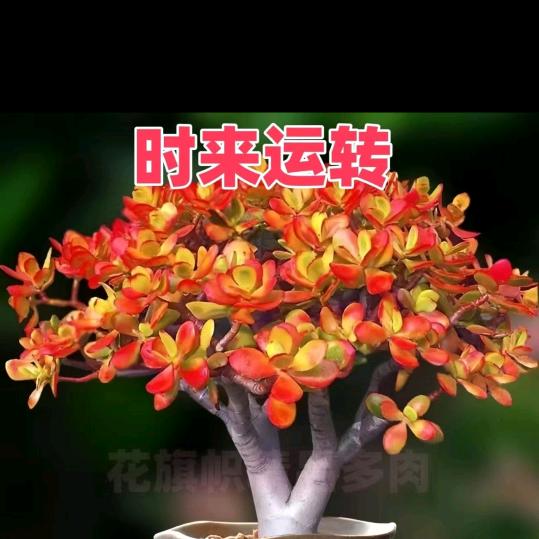 李大姐(拒绝私聊）