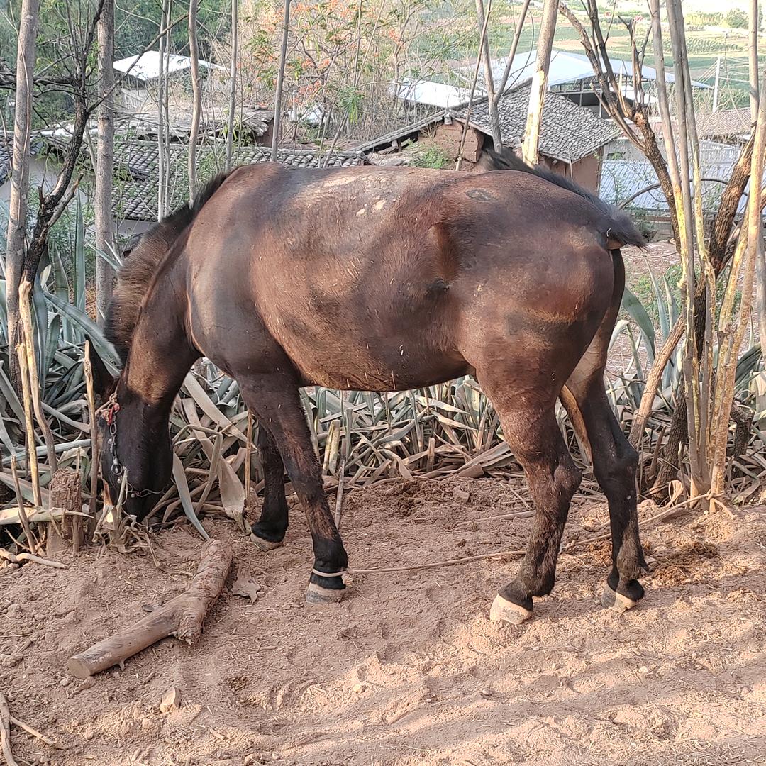 德昌马帮专业运塔材