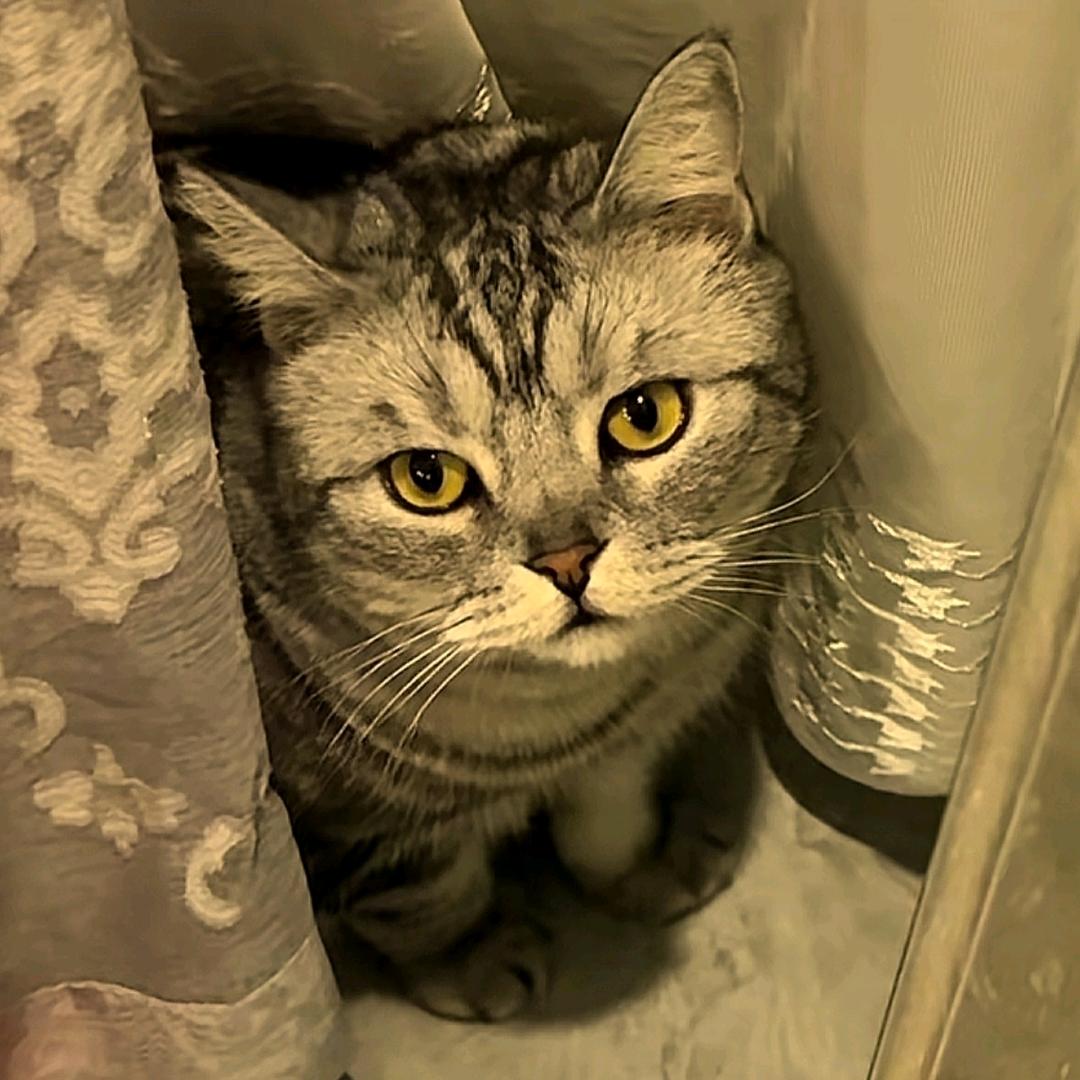 我有猪蹄哦头像
