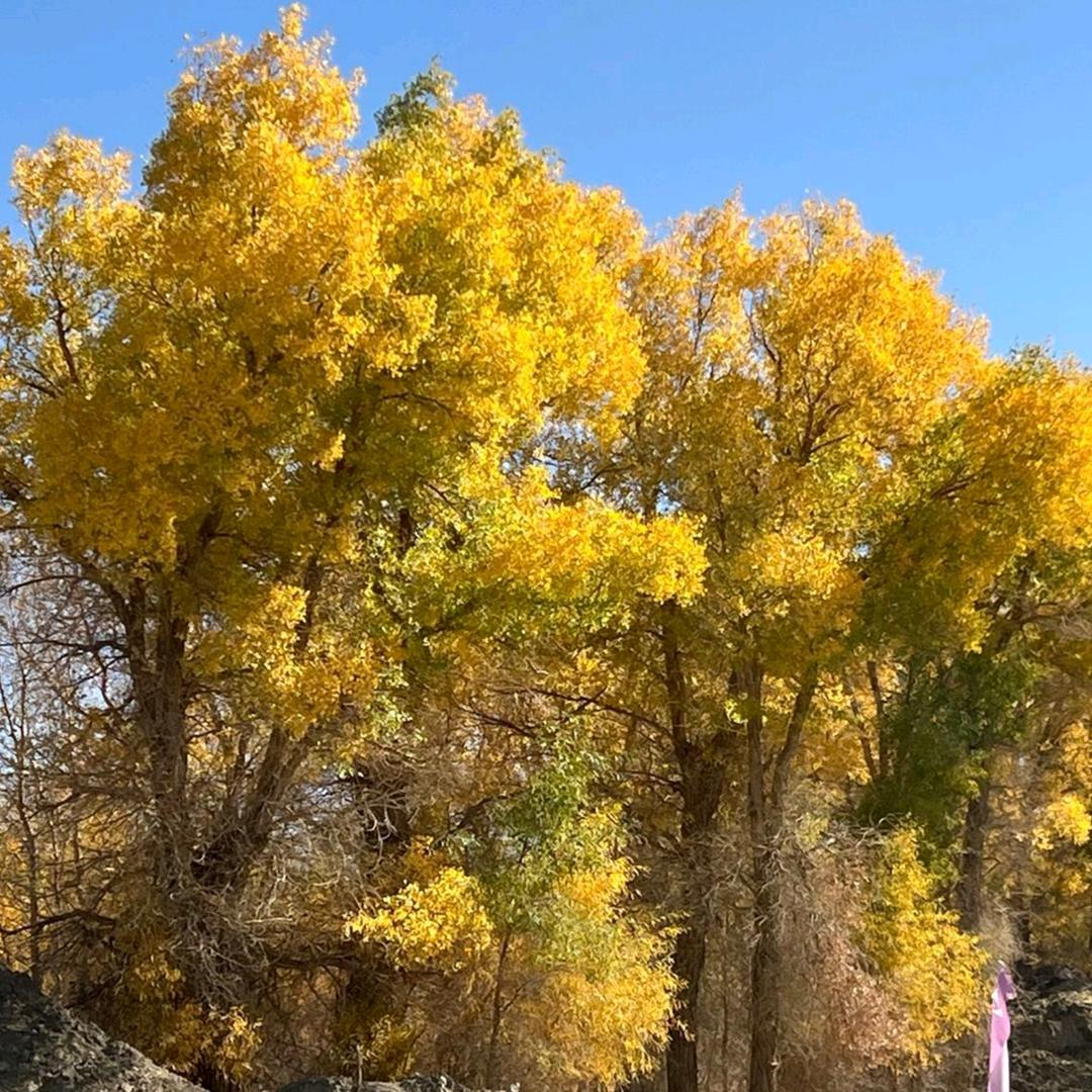 💗谋生不💞谋爱💗