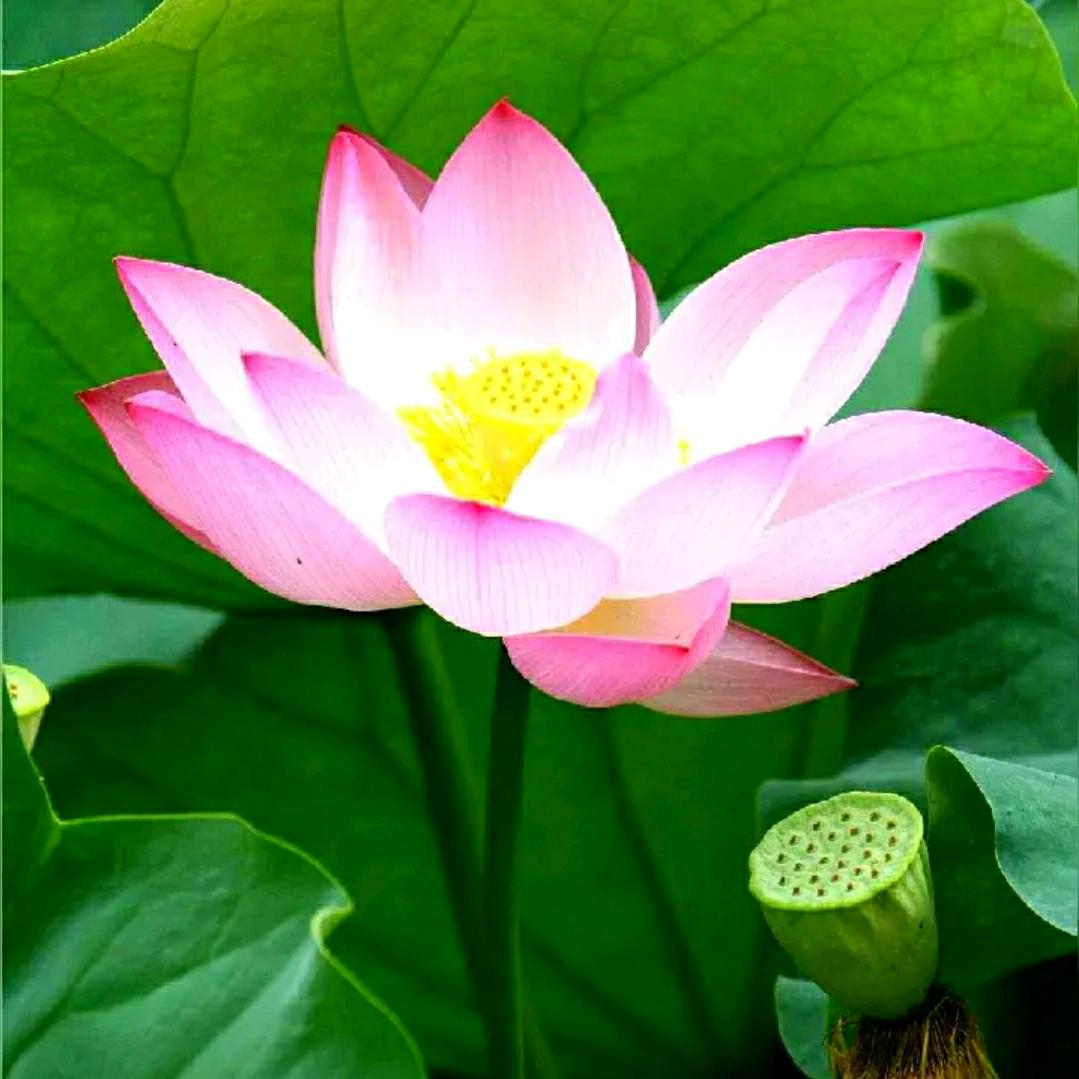 佛歌(天天念回遮)