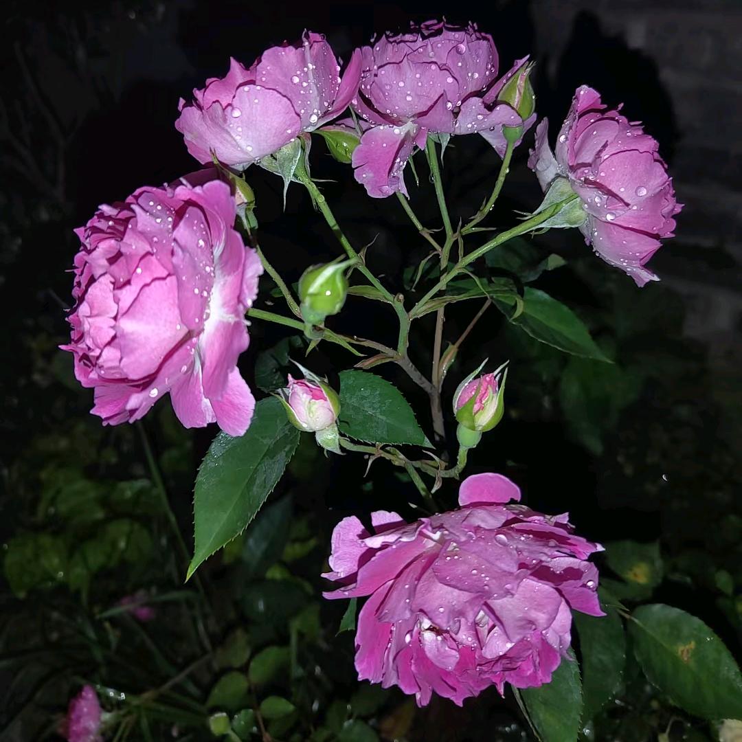 Lian妹儿🌸