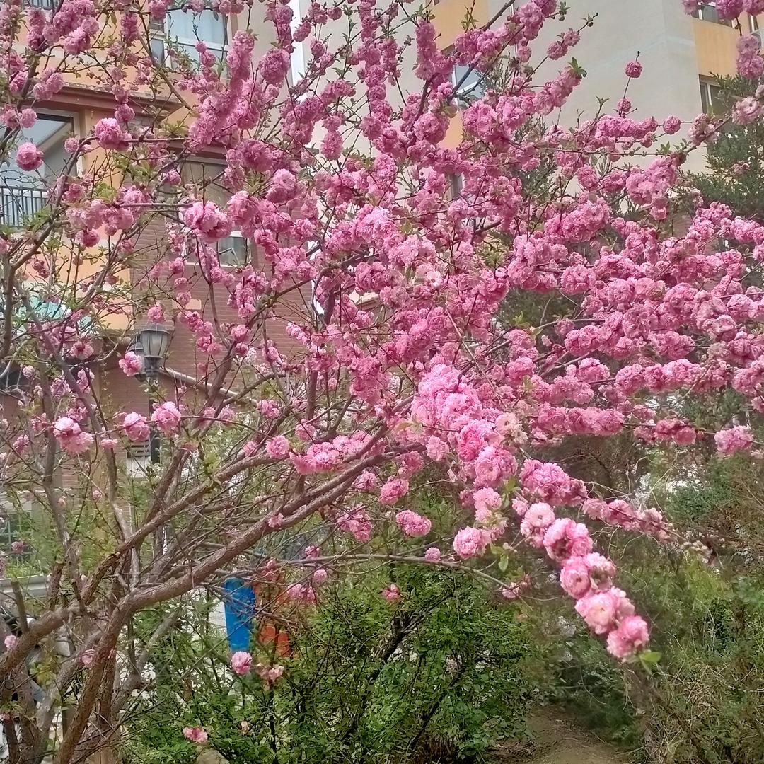 金子硕硕