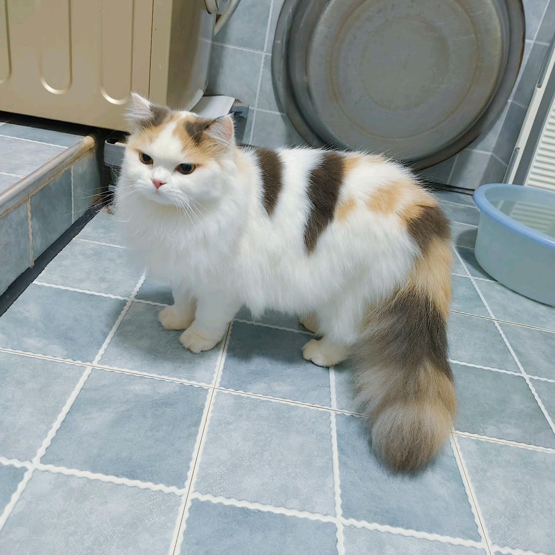 飞小咪🐈