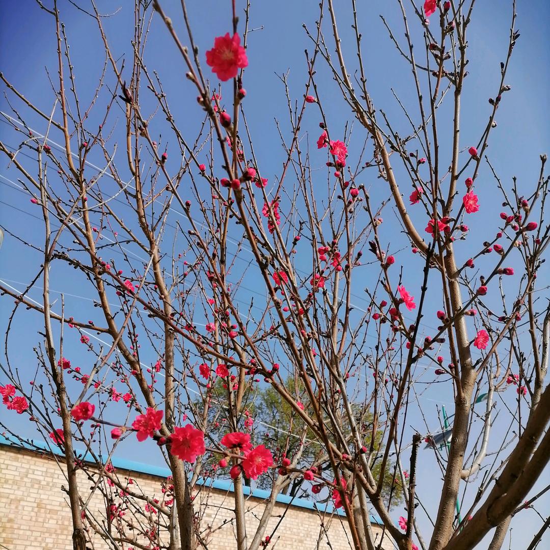 繁花似锦