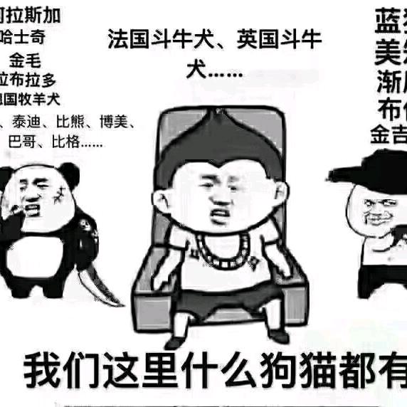 收售猎犬的小哥哥