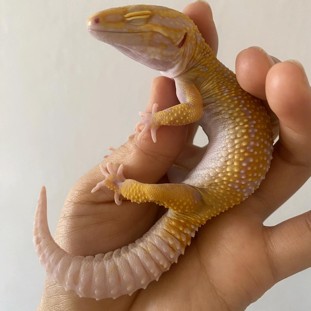 爬宠宫馆壹号店