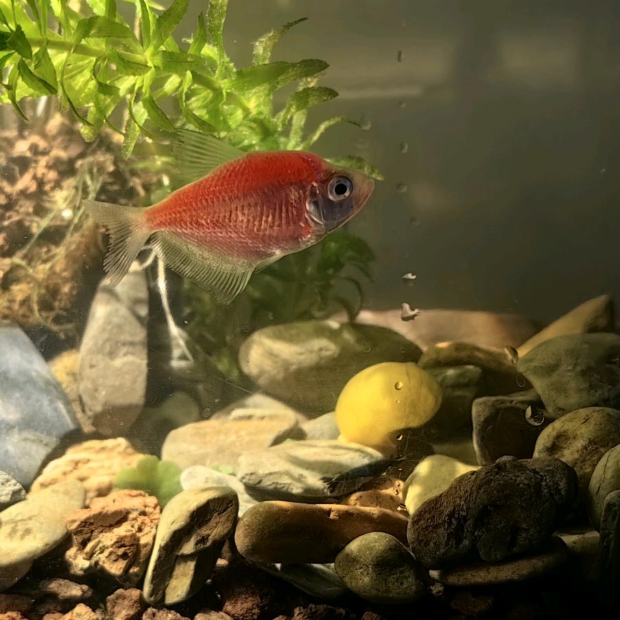 鱼🐟