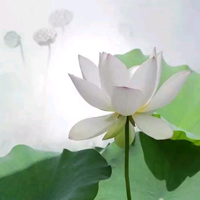 笑迎黎明