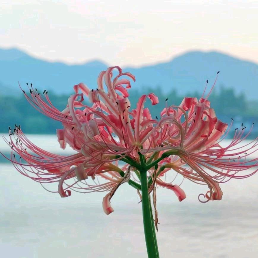 彼岸花