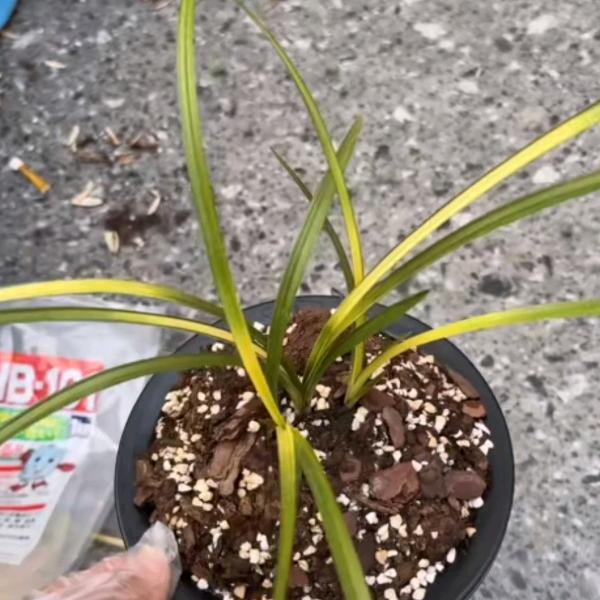 宜兰人生