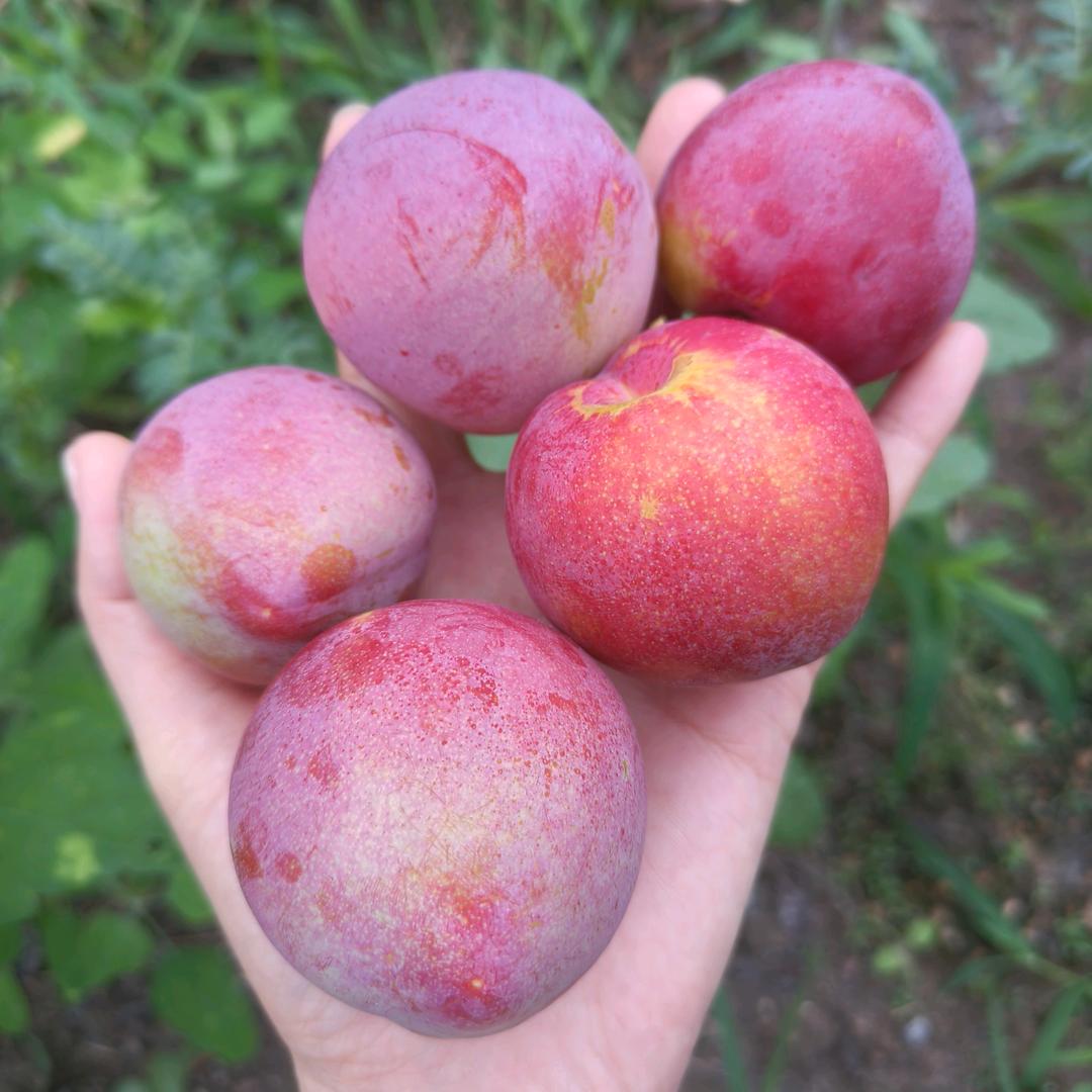 果园西施优品小铺