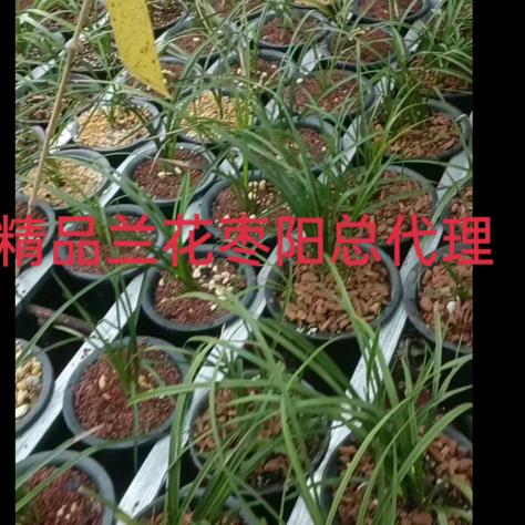 枣阳精品兰花(姜军)