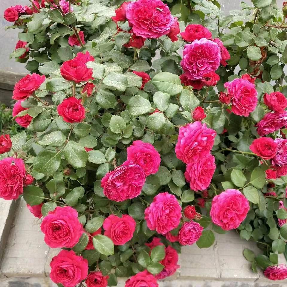 人生一辈子不求大富大贵，只求一生平安