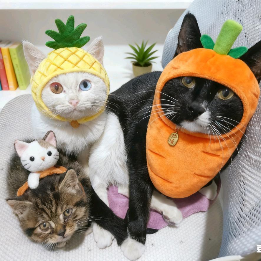 萝卜哥🥕& 菠萝弟🍍