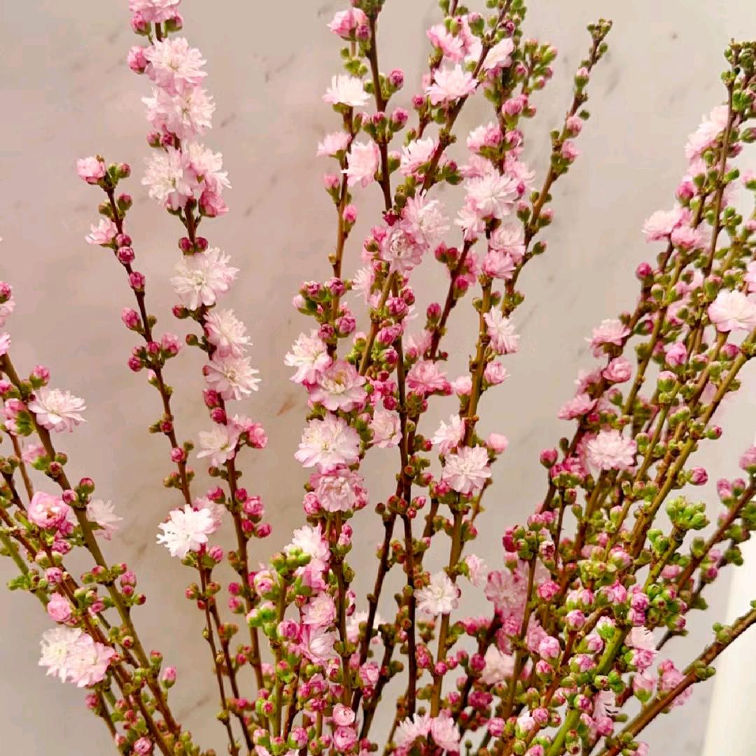 半斤花铺