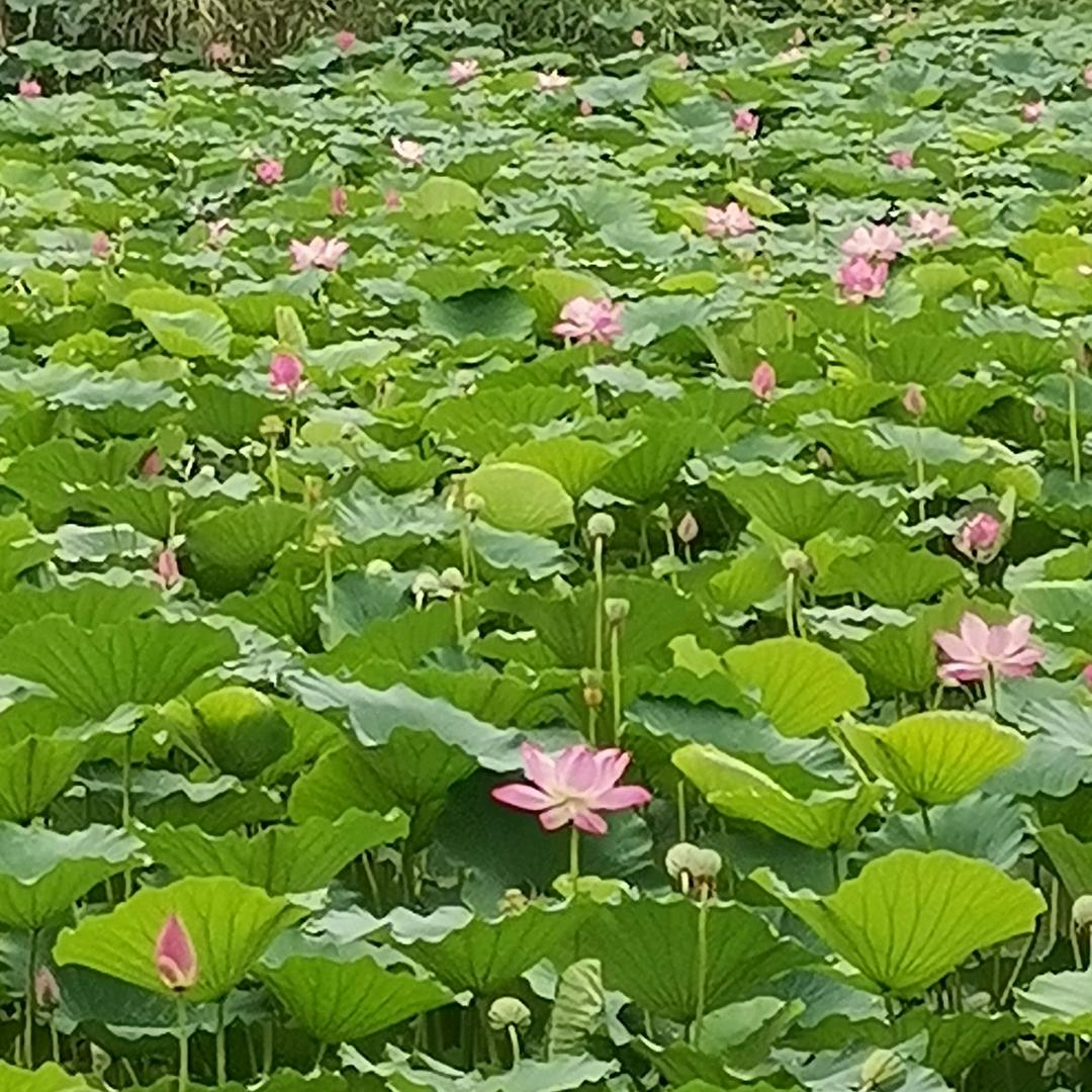 方哥