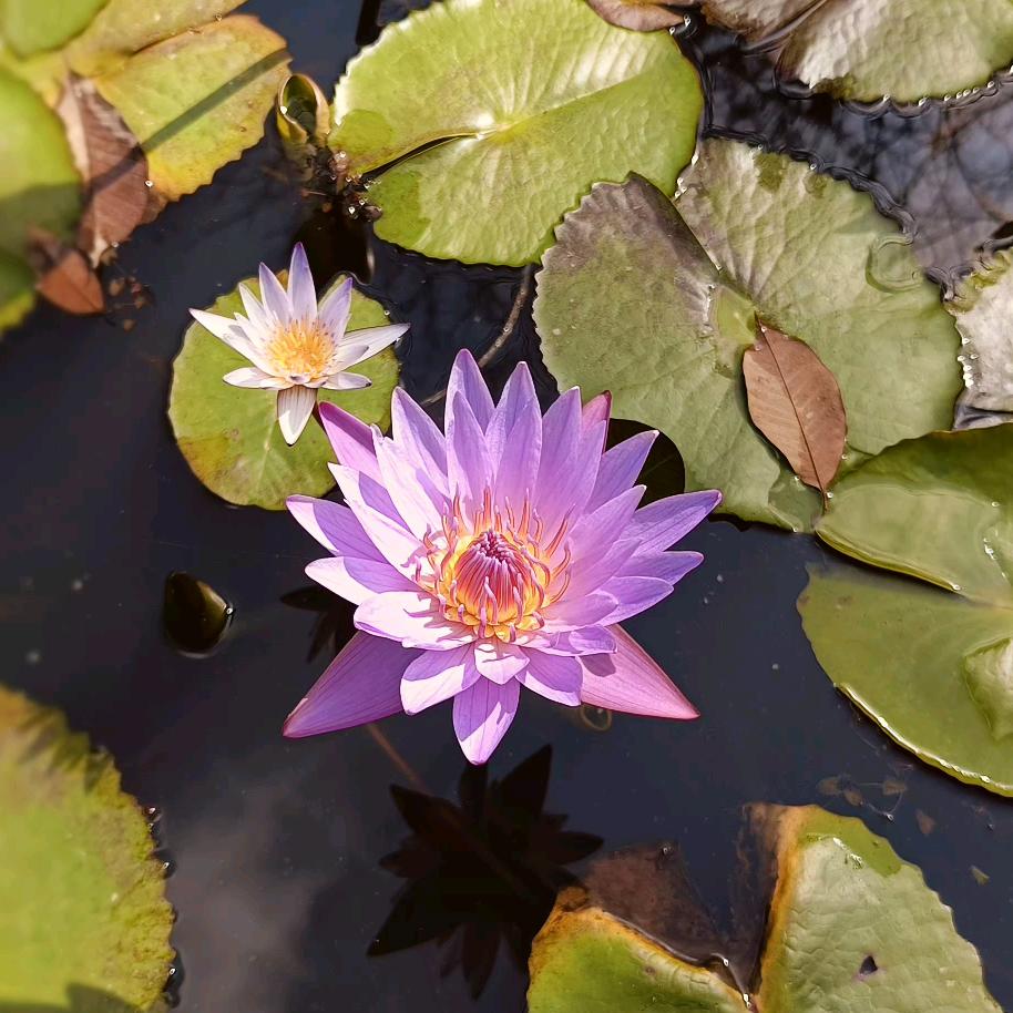 小芹