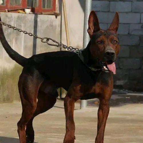 永盛犬舍