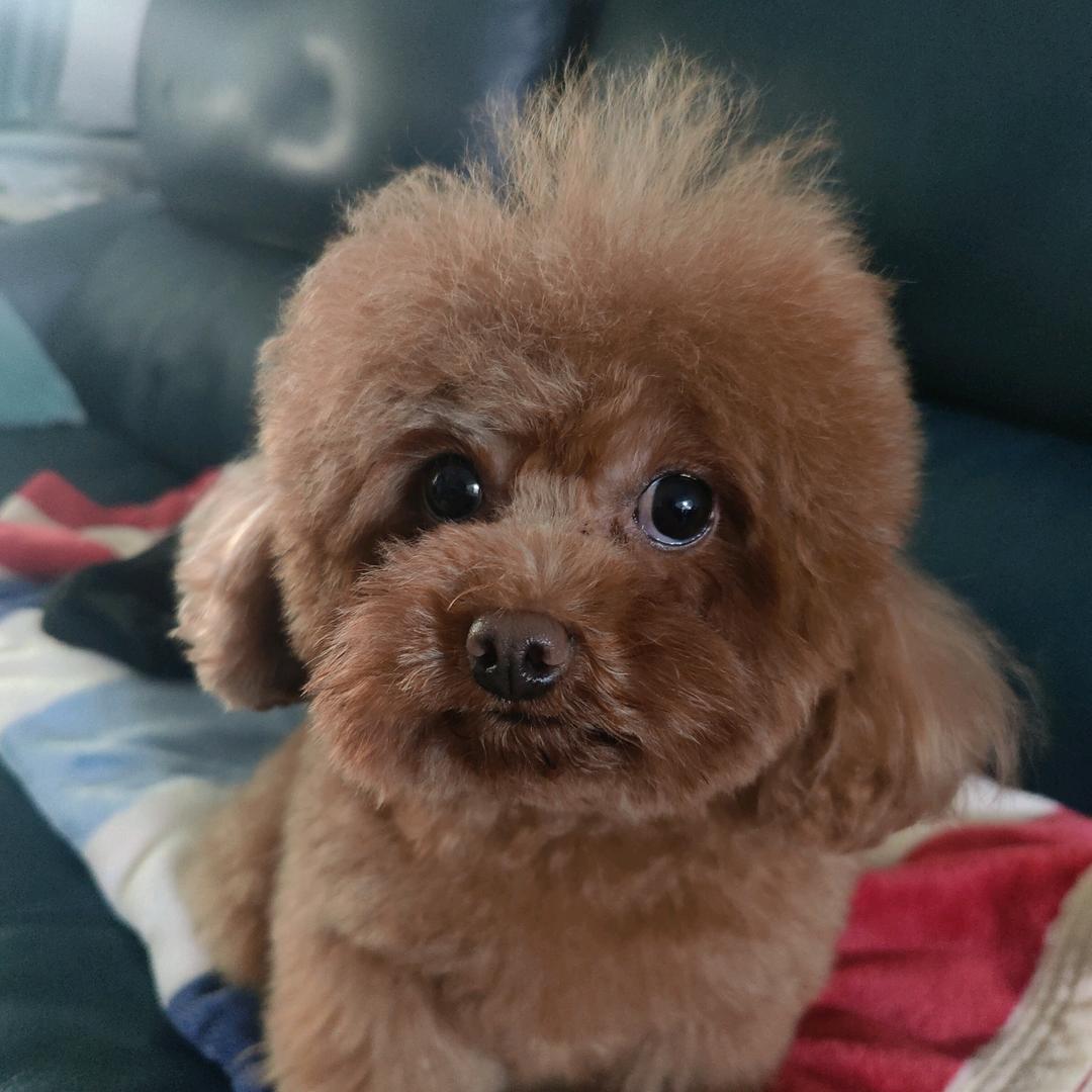 泡面和牛的浪漫邂逅