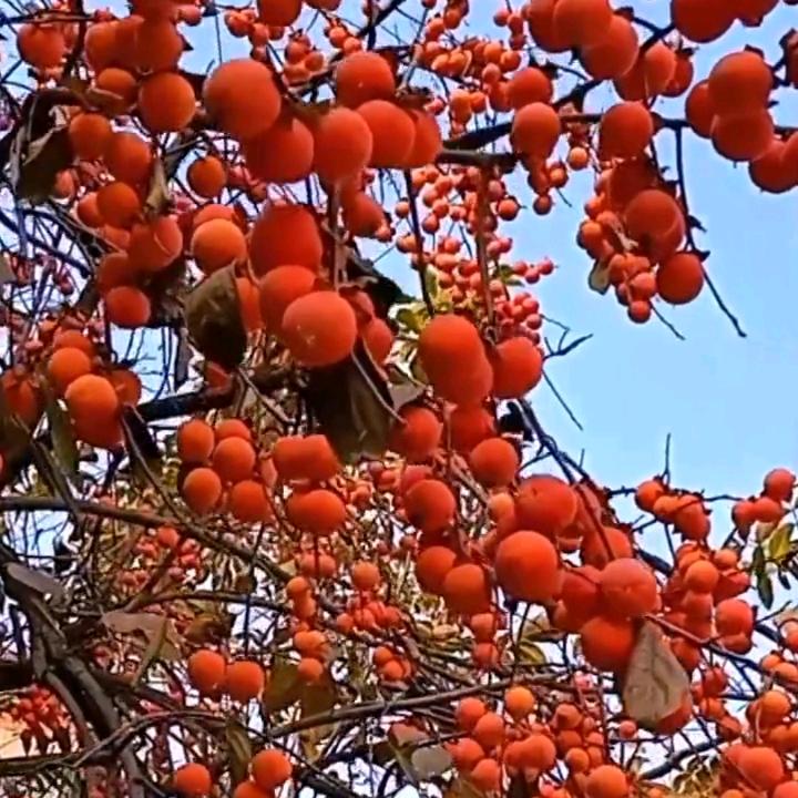 鲜果农