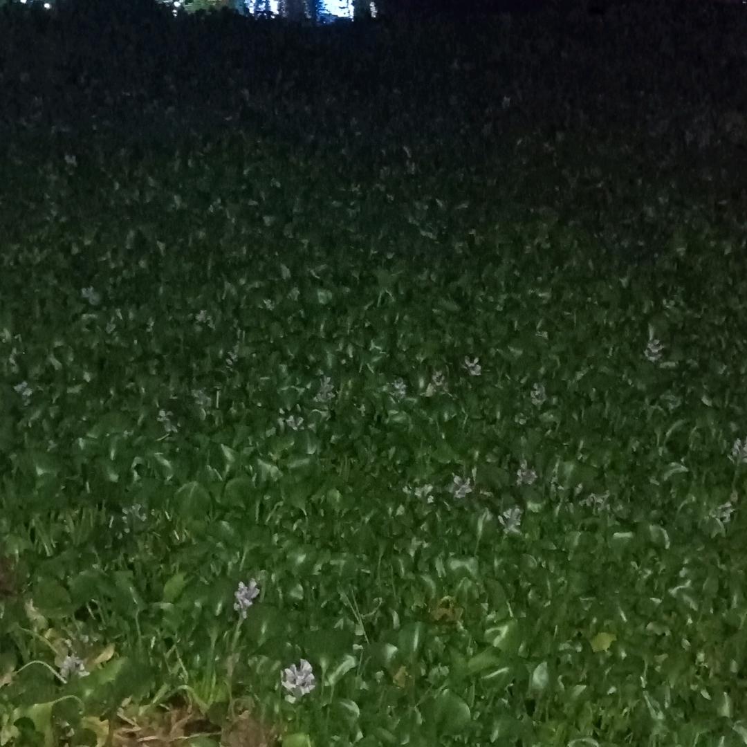 笨姑