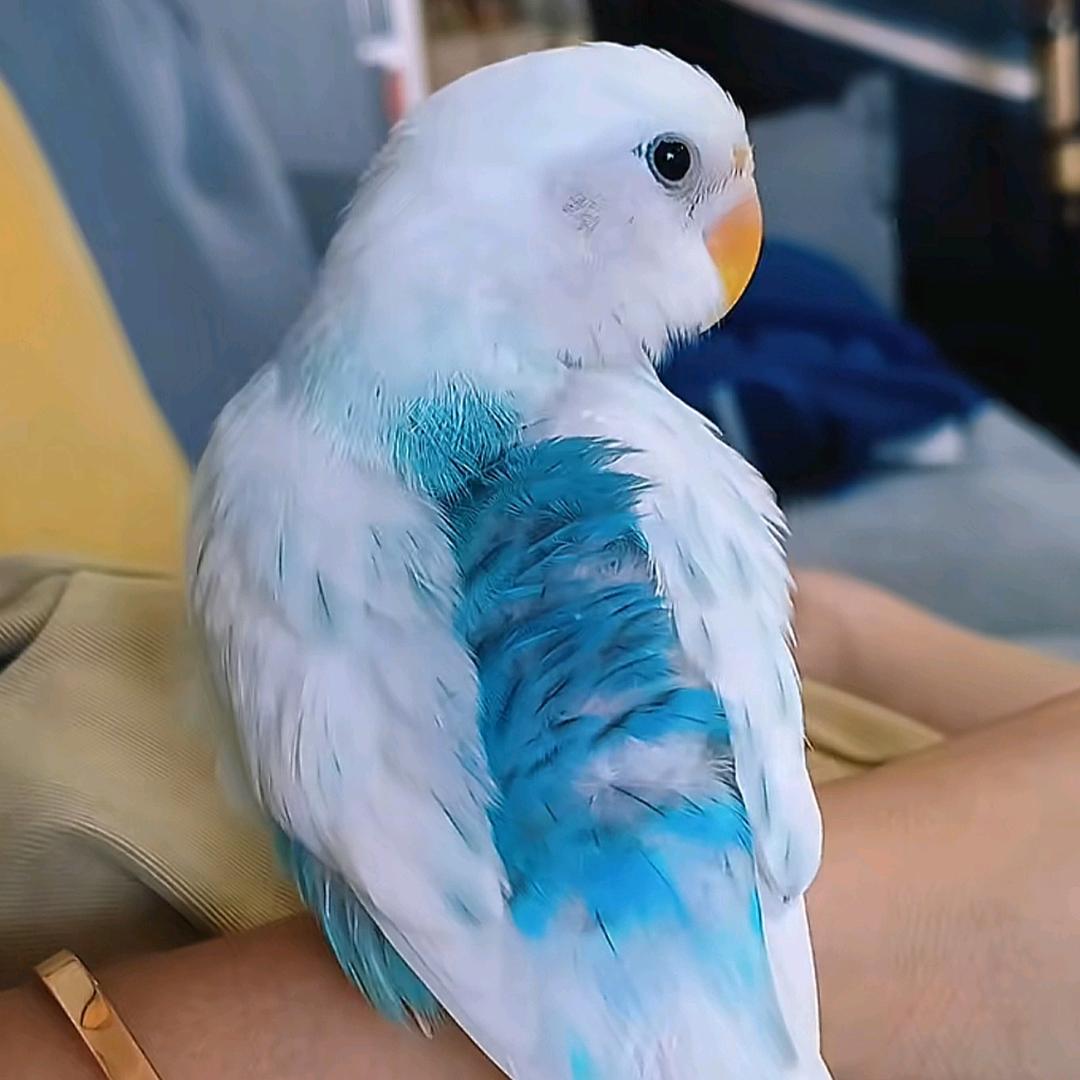 小葡萄是只鸟