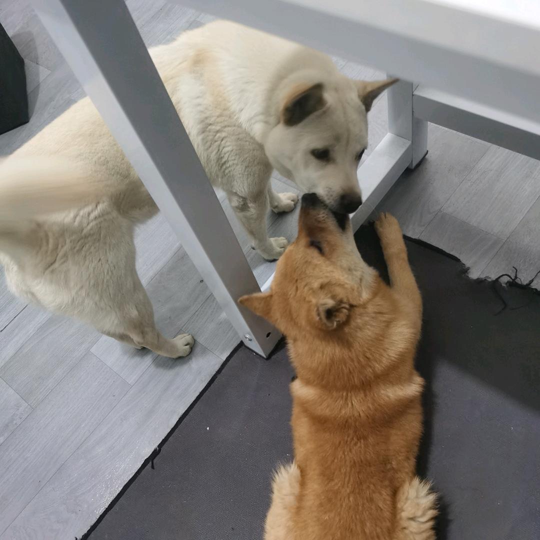 一猫三狗