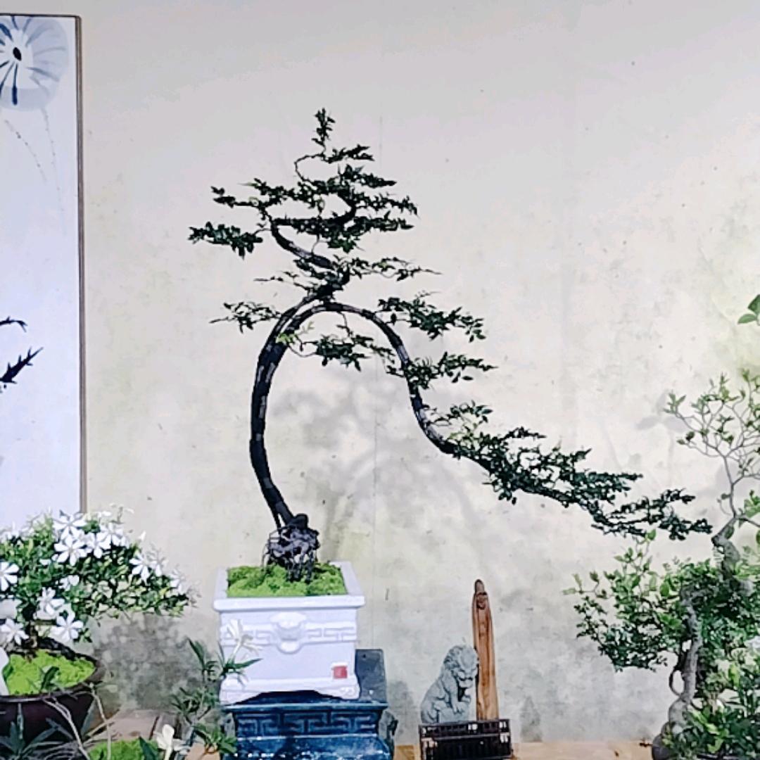 茶禅云水阁园艺