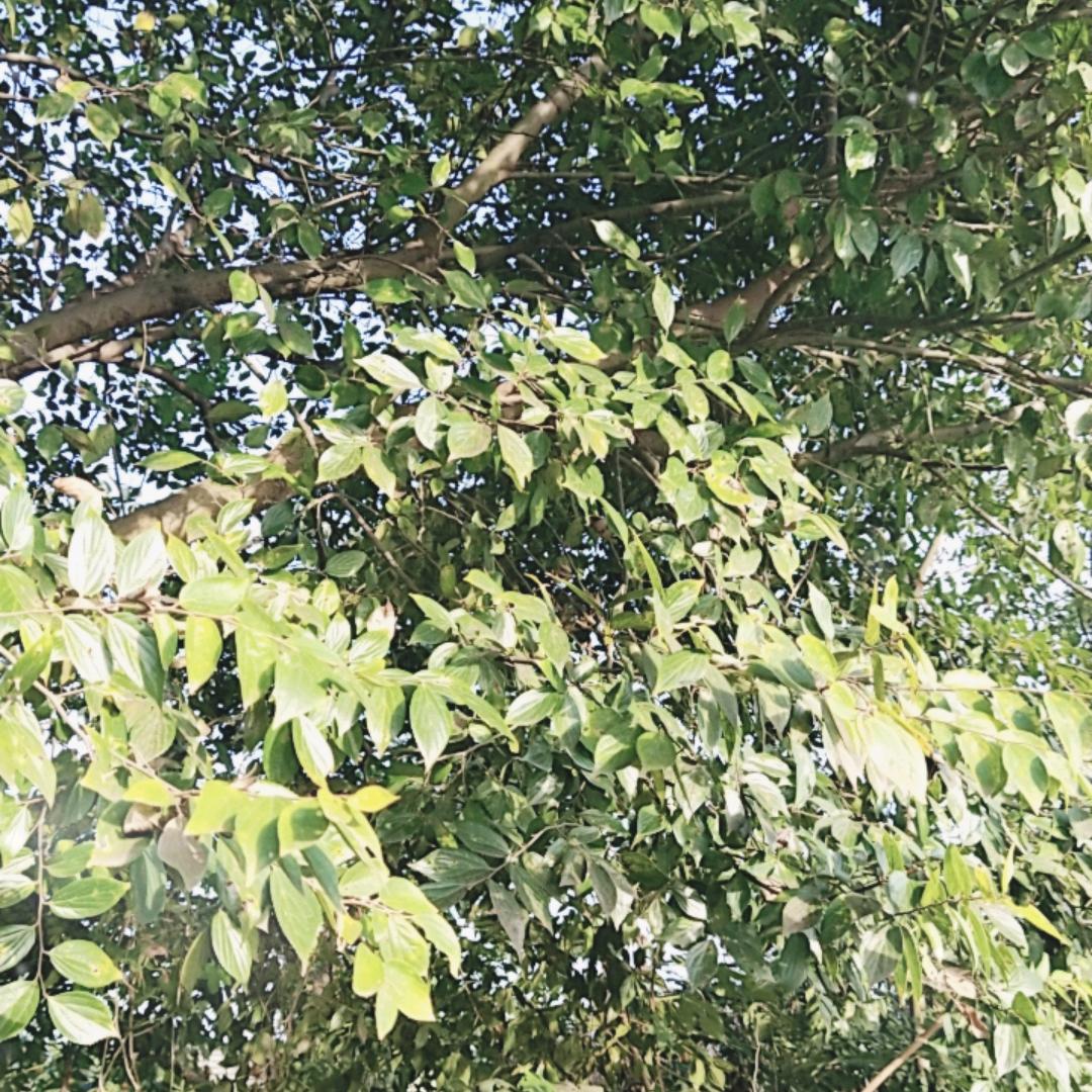 1809064
