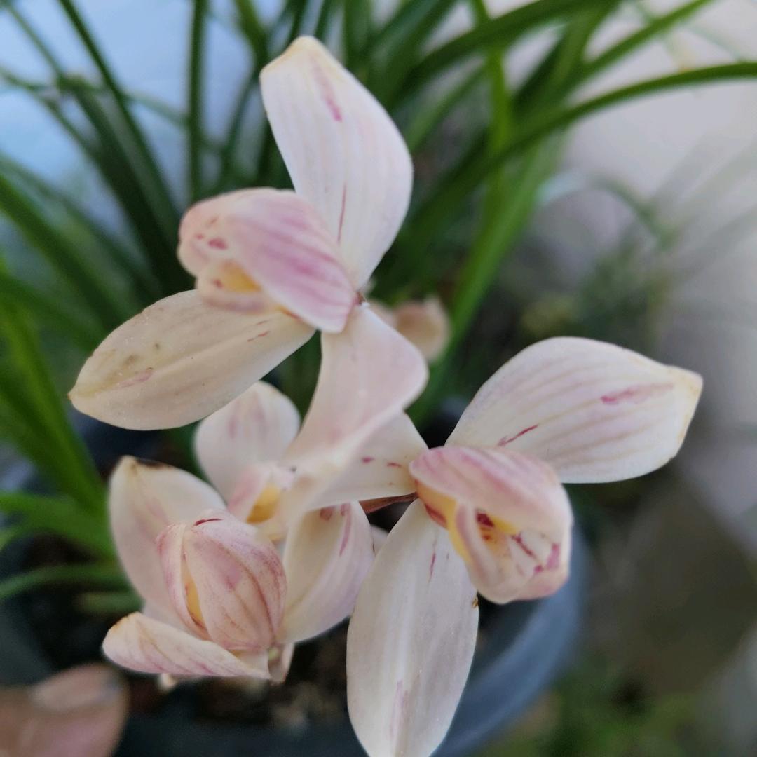 草原汉子