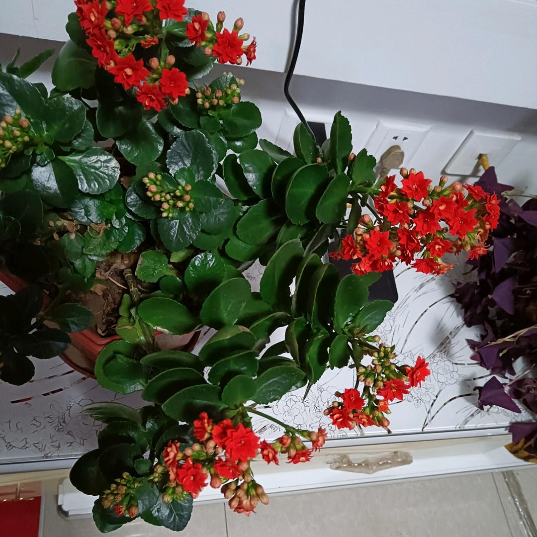 秀美